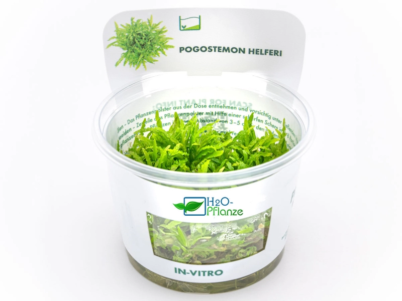 Kleiner Wasserstern - Pogostemon helferi in vitro